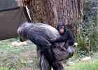 IMG 2563  New baby chimp